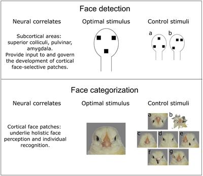 Face detection mechanisms: Nature vs. nurture